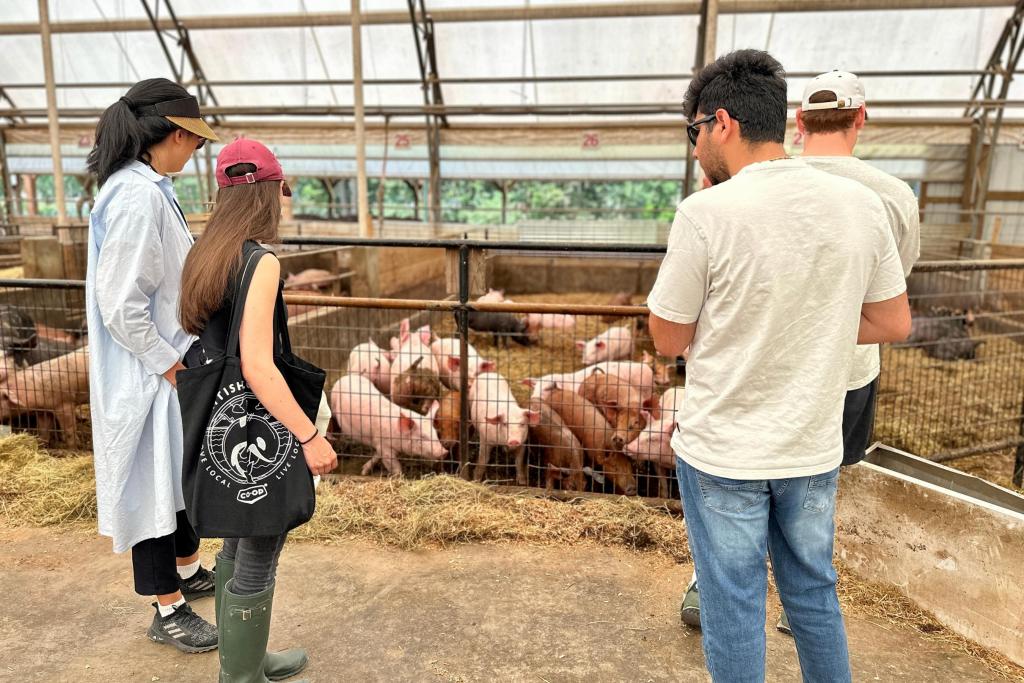 Students look at pigs in an enclosure