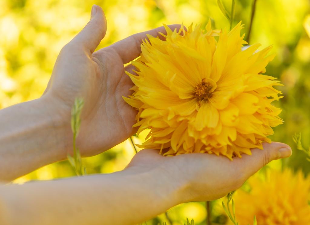 Yellow flower