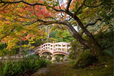 A Japanese garden featuring a wooden arched bridge over a calm pond, surrounded by lush greenery and vibrant autumn leaves in shades of red, orange, and green.