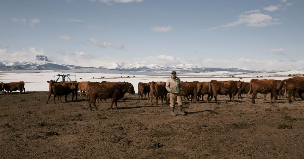A man in the field with cattle