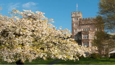 Castle in the back with a tree in front 
