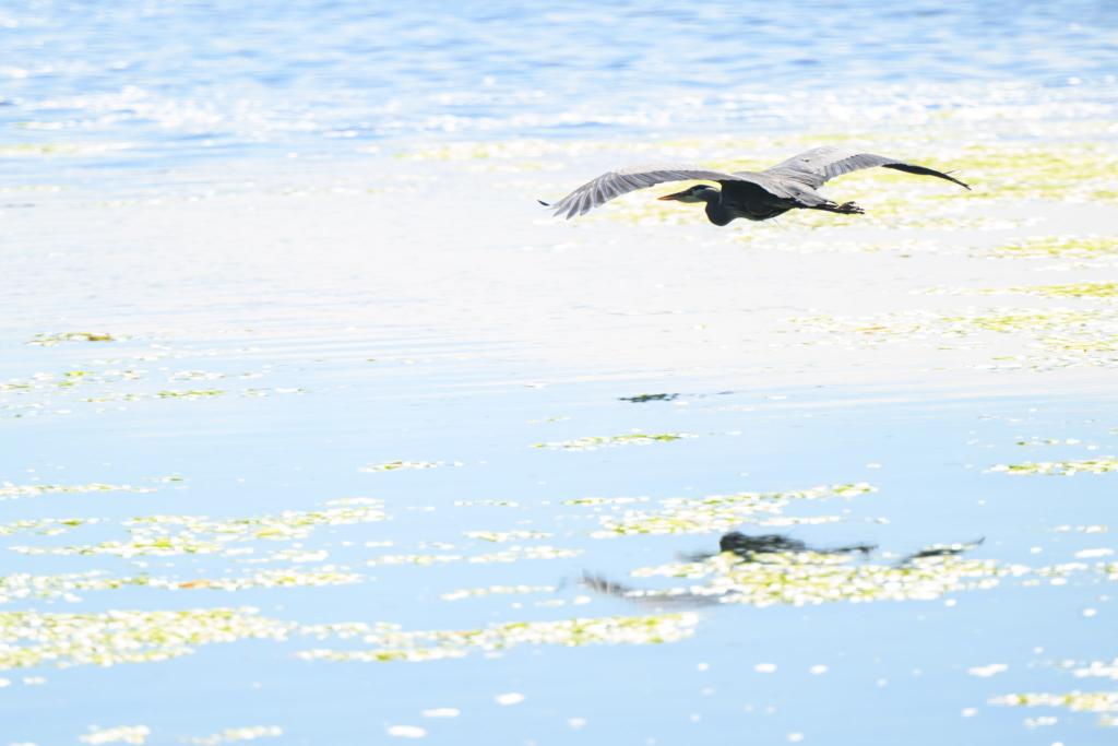 A Great Blue Heron flies over the surface of the Esquimalt Lagoon