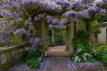 Italian Gardens with twisted wisteria in bloom.