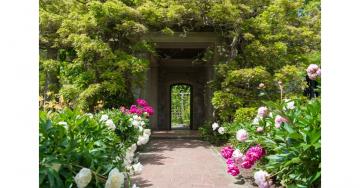 Royal-Roads-Italian-gardens-white-and-pink-roses-beside-pathway