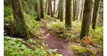 Royal-Roads-University-forest-trail-moss-on-trees