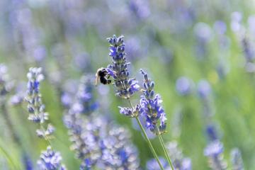 Bumblebee in a garden of lavender.