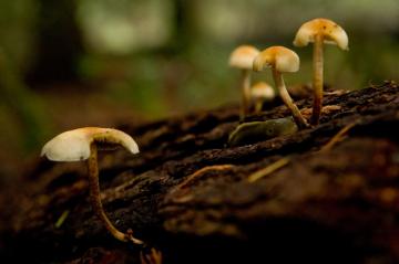 Forest mushrooms growing on a log.