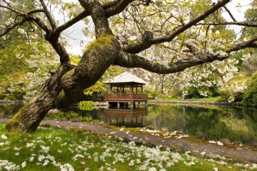 Large tree in garden with gazebo and pond in the background.