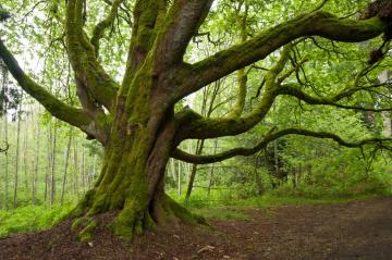 Large moss-covered tree in the forest.