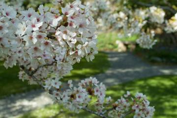 White tree blossoms and garden path in background.