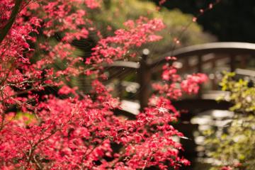Japanese-garden-flowering-shrub-and-bridge