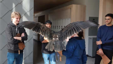 Raptor on trainer's hand in hallway with students watching.