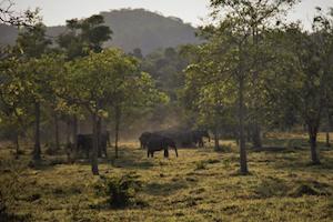 Herd of elephants in wild in Thailand national park
