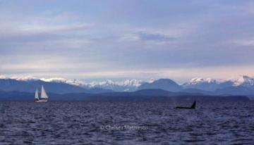 Whale-and-sailboat-in-ocean