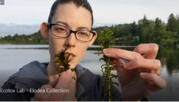Ecotoxicology-lab-student-collecting-Elodea-from-Glen-Lake