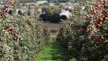 Path-through-apple-orchard