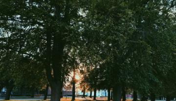 Sunlit-treed-street