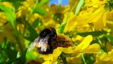 Bee-in-yellow-flower