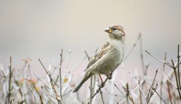 Small-white-tan-bird-perched-on-grass