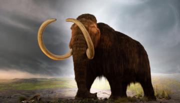 wolly-mammoth-Royal-BC-Museum