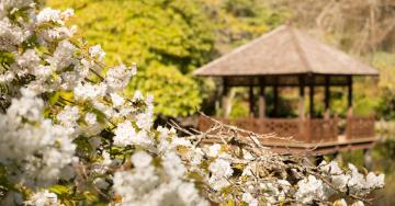 Flowers in bloom next to a wooden gazebo in RRU's Japanese garden.