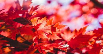 Red coloured leaves