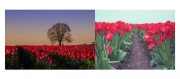 2 photos of red tulip fields from different perspectives