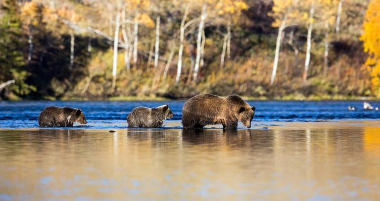 Mom and bear cubs standing in water in front of a forest backdrop