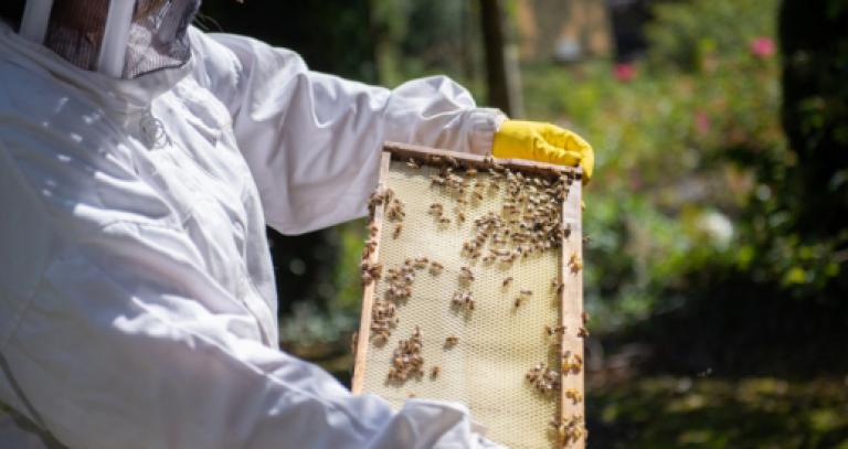 企鹅电竞查询v6.9 安卓版 University Bees - Bees in trouble: bee the change!