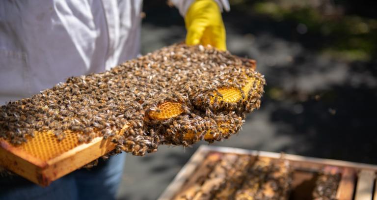 A cluster of honey bees cling to a hive frame.