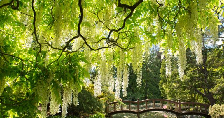 A tree hangs over a walking bridge in the Japanese Gardens at RRU