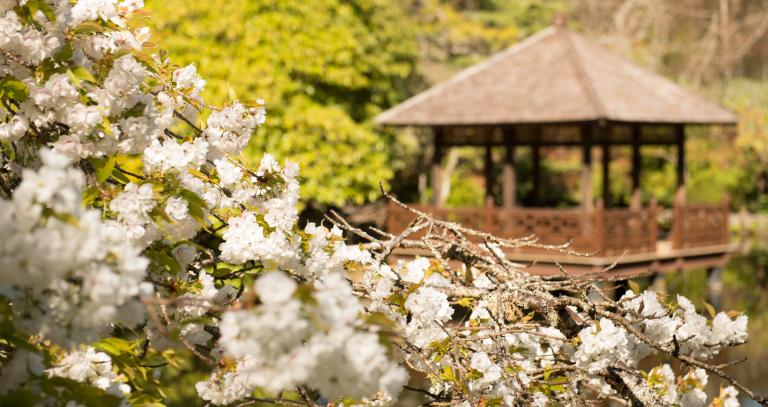 Japanese Garden