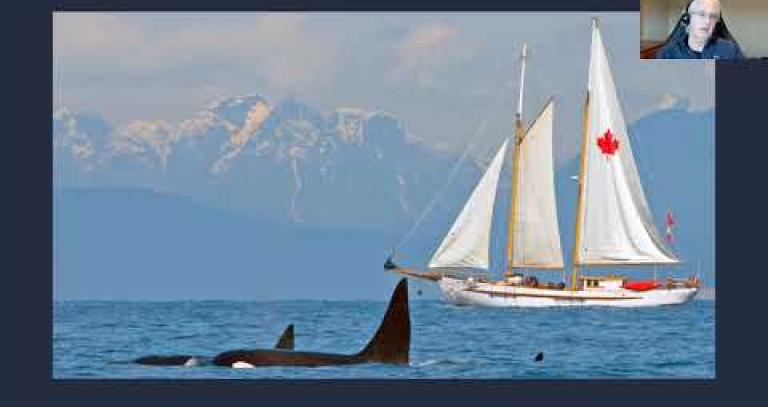 Sailboat with whales swimming beside it