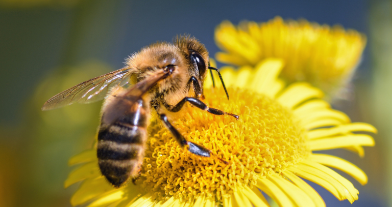 Close up of a honey bee on a yellow flower.