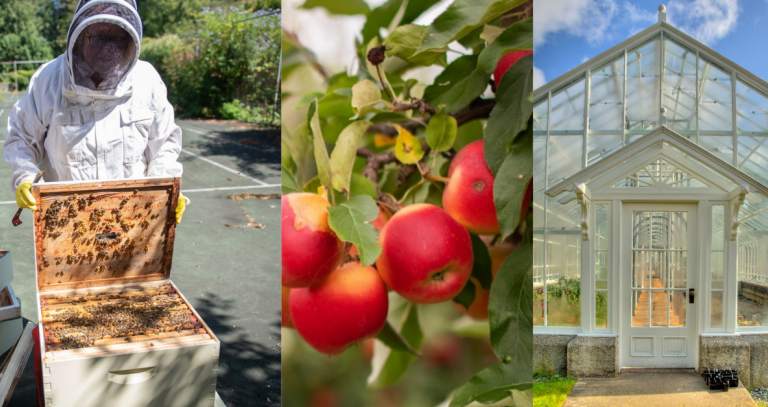 Three images from L to R: A beekeeper opens a hive; apples hang on a tree branch; a glass greenhouse