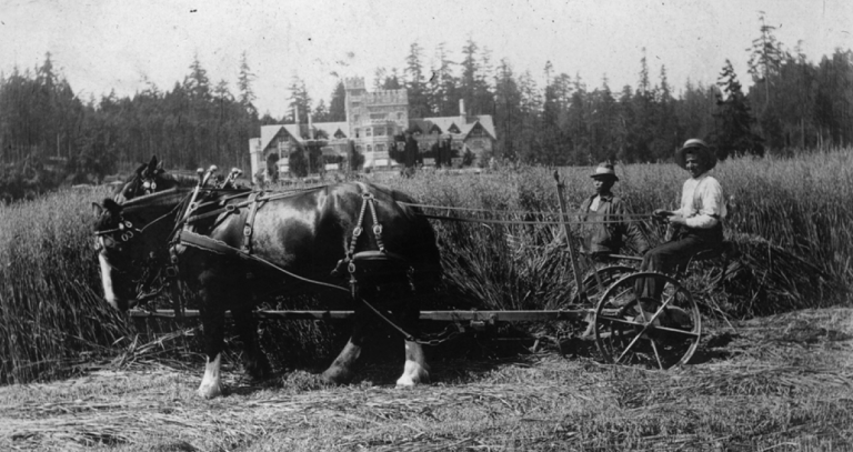 From a Dunsmuir family album, two men threshing hay in the field in front of the castle. A European man is seated driving the horses and a Chinese man walks alongside with a pitchfork.