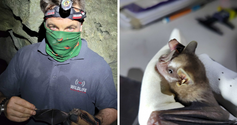 Man wearing headlamp and mask in a cave; image to the left a small bat held in a gloved hand