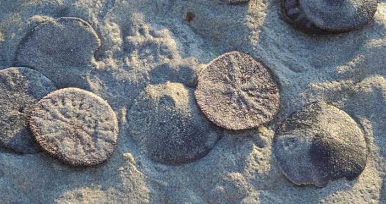 Sand dollars