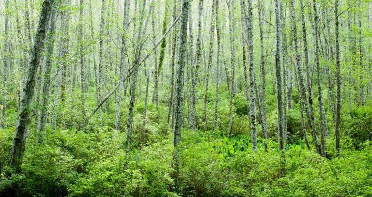 forest with talk trees and ferns covering the ground