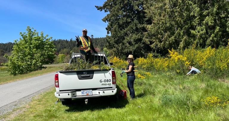 White truck with man standing in the truck bed amongst scotch broom. Woman standing near truck with another woman in the background cutting scotch broom.