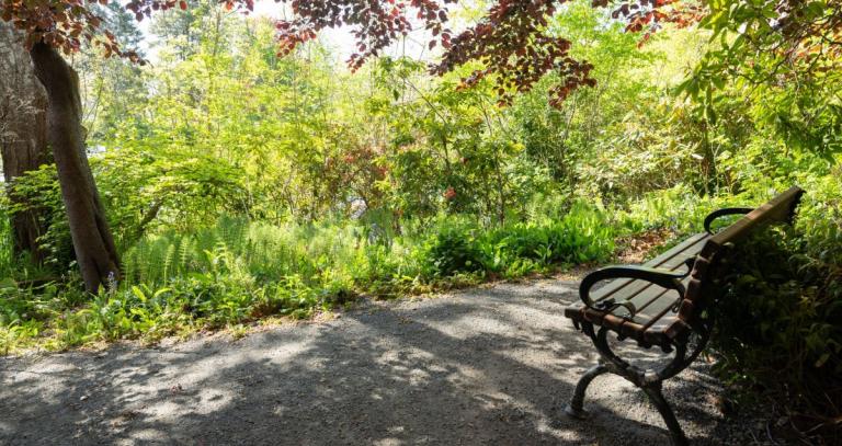 A lush mixed forest garden shows tall trees, red and green leaves and leafy ground cover. In the foreground, there is a gravel path with a wooden bench with scrolled iron arms, set back from the path.