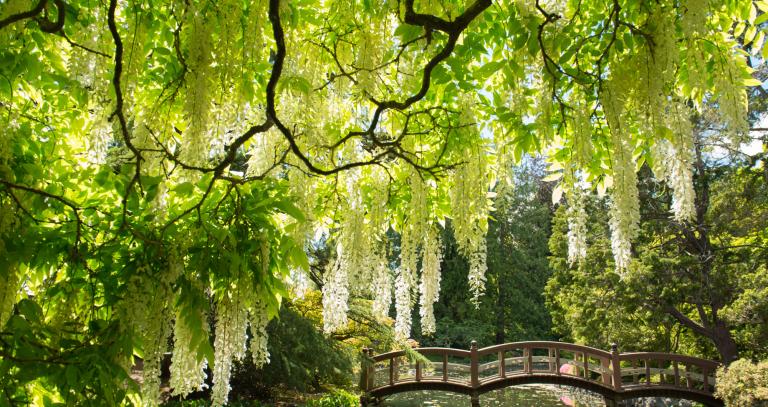 Blossoming tree branch hangs over a Japanese style bridge with a pond below.