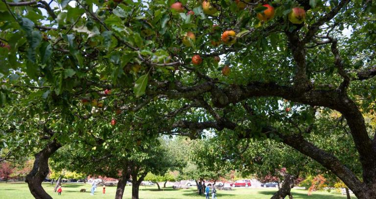Ripe red apples on the branches of orchard trees on Salt Spring Island