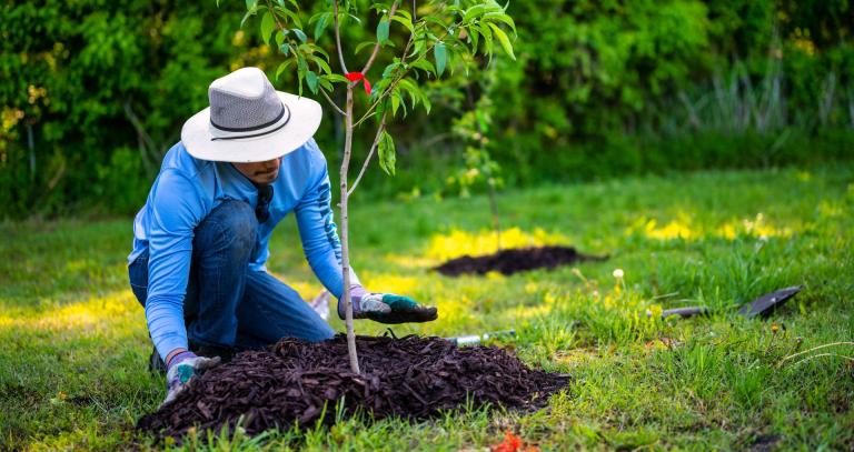 Person planting a tree into soil