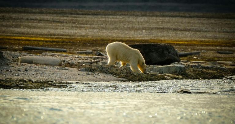 A polar bear walks on dry ground