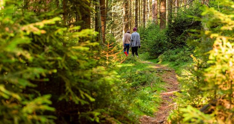 two people walking on a forest trail