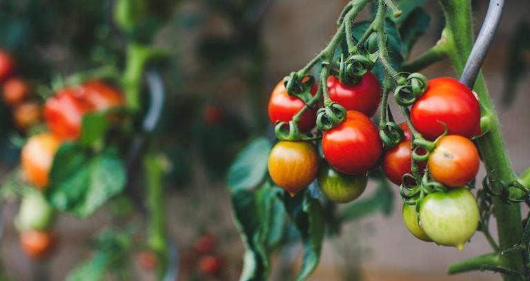 Small tomatoes growing on the vine