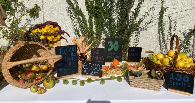 Table displaying fall harvest produce.
