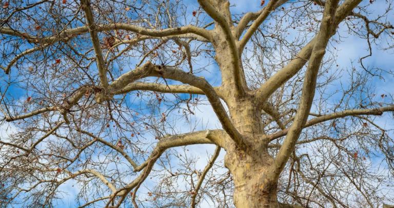 A beech tree with a blue sky in the background