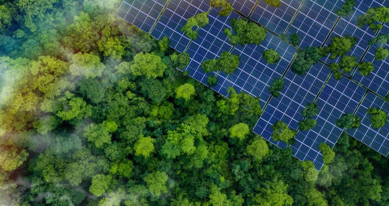 A dense forest meets rows of solar panels